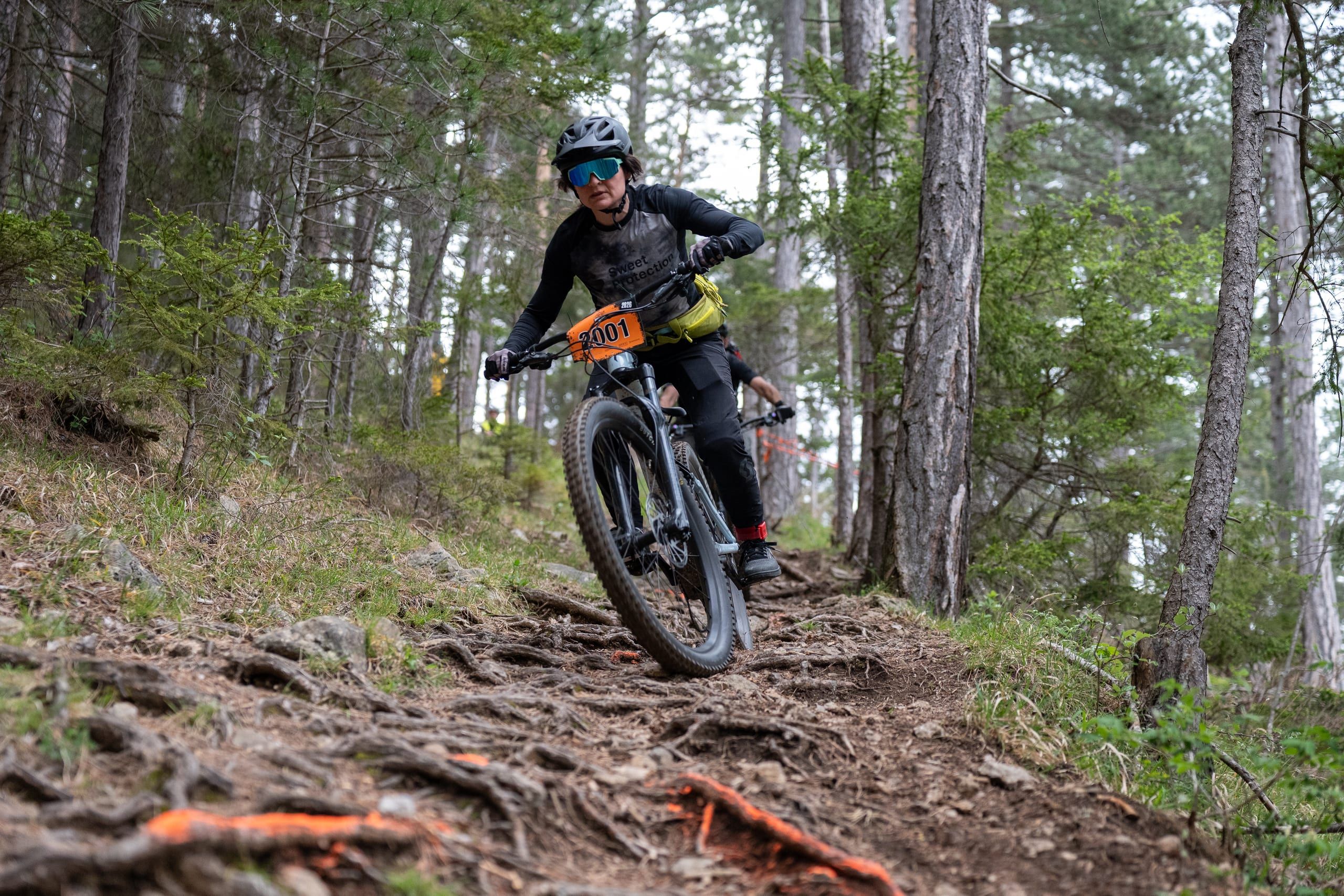 Ein Mountainbiker kommt eine steile Wurzelabfahrt im Kiefernwald herunter, im Vordergrund sind die Wurzeln orange markiert
